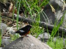 photo thumbnail #3