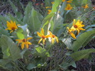 photo thumbnail #1
