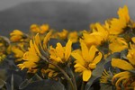 photo thumbnail #10