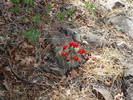 photo thumbnail #12