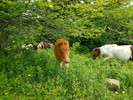 photo thumbnail #1