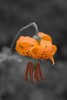 photo thumbnail #14