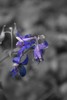 photo thumbnail #15