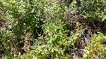 photo thumbnail #13