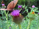 photo thumbnail #14