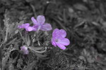 photo thumbnail #11