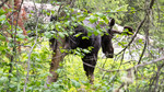 photo thumbnail #8