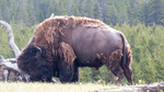 photo thumbnail #5