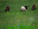 photo thumbnail #6