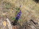 photo thumbnail #8