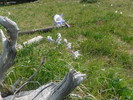 photo thumbnail #10