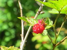 photo thumbnail #7