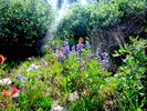 photo thumbnail #1