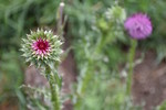 photo thumbnail #8