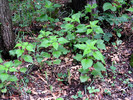 photo thumbnail #8