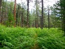 photo thumbnail #3