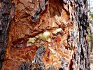 photo thumbnail #15