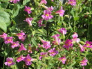 photo thumbnail #4