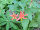 photo thumbnail #11