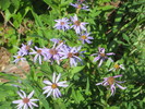 photo thumbnail #12