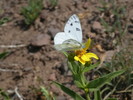 photo thumbnail #4