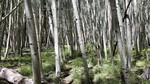 photo thumbnail #7