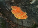 photo thumbnail #1