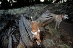photo thumbnail #4