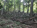 photo thumbnail #3