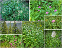 photo thumbnail #15