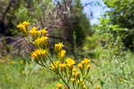 photo thumbnail #8