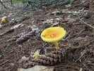 photo thumbnail #7