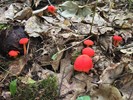 photo thumbnail #9