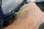photo thumbnail #5