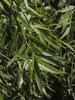 Featured Detail Photo