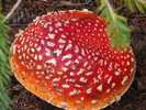 photo thumbnail #9