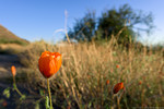 photo thumbnail #3