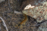 photo thumbnail #13