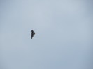 photo thumbnail #15