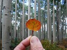 photo thumbnail #4
