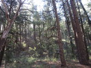 photo thumbnail #13