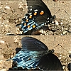 photo thumbnail #11
