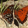 photo thumbnail #12