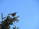 photo thumbnail #6