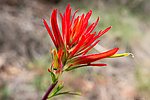 Featured Detail Photo