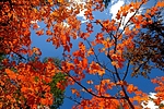 photo thumbnail #1