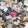 photo thumbnail #9