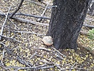 photo thumbnail #8