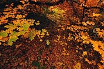 photo thumbnail #10