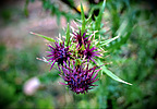 photo thumbnail #12